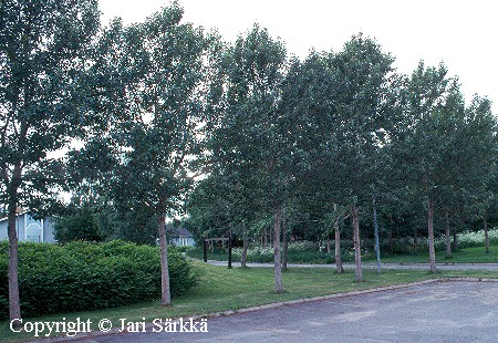 Populus balsamifera  'Elongata'
